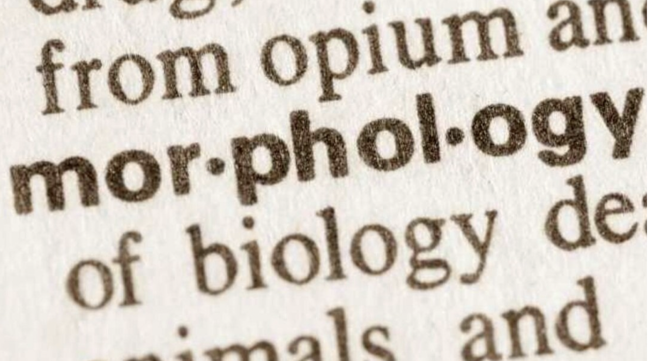 what is morphology?